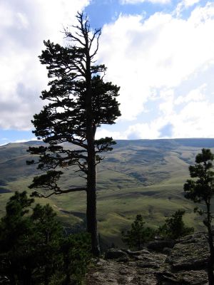 Школа танцев Vesta