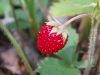 Имя файла=Priroda_YuliSaraf_Lesnaodka.jpg
Размер файла=189КБ
Размеры=1024x768
Дата=Янв 12, 2007 Priroda_YuliSaraf_Lesnaodka.jpg