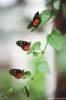 Имя файла=nature_balashova_butterflies.jpg
Размер файла=23КБ
Размеры=400x600
Дата=Нояб 24, 2007 nature_balashova_butterflies.jpg