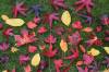 nature_tbalashova_autumn-collage.jpg